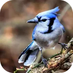 Blue Jay. Birds Wallpapers icon