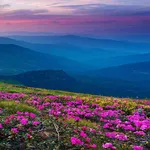 Mountain Flower Live Wallpaper icon