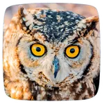 Owl Sounds icon