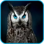 Owl Wallpaper 2 icon