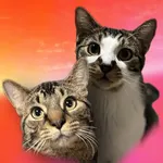 Where is Pistachio? icon