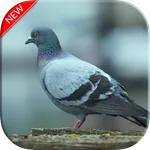 Pigeon Wallpapers icon