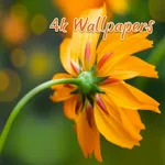 Daisy 4K Wallpapers HD icon