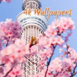 Sakura HD Wallpapers 4K icon
