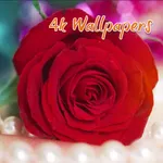Red Rose HD Wallpapers icon