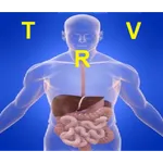 La Radiologique  Viscérale icon