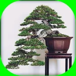 Latest bonsai design icon