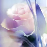 Rose Live Wallpaper icon