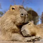 Cute Capybara Wallpapers icon