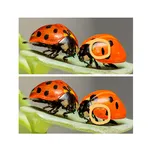Spot the differences 500+ icon
