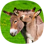 Donkey Ringtones icon