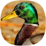 Duck Ringtones icon