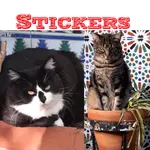 Stickers de Gatos / Cats icon