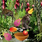 Fruit Catcher (Premium) icon