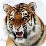 Tiger Wallpapers icon