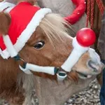 Weihnachtsmarkt Steprath icon