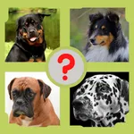 Guess the Dog Breed - Dog Quiz icon