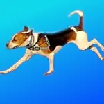 Dogo Run icon