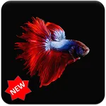 Betta Fish Wallpaper icon
