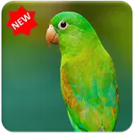 Bird wallpaper icon