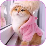 Cats wallpapers icon