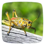 Cricket Ringtones icon