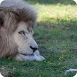 White Lion Wallpaper icon