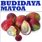 Complete Matoa Fruit Cultivati icon