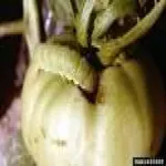 ટામેટીની જીવાતો icon