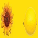 SPELL THIS COLORS II icon