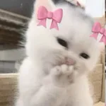 Cute GIFs & Stickers icon