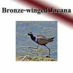 Bird chirps sound to birds. icon