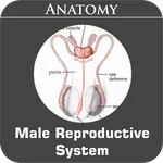 Male Reproductive System icon