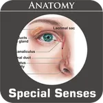 Special Senses Anatomy icon