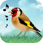 Birds Sounds icon