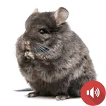 Chinchilla Sounds icon