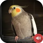 Cockatiel Sounds icon