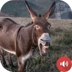 Donkey Sounds icon