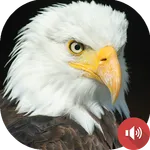 Eagle Sounds icon