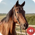 Horse Sounds icon