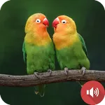 Lovebird Sounds icon