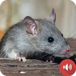 Mouse and Rat Sounds icon