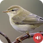 Nightingale Bird Sounds icon