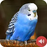 Parakeet Sounds icon