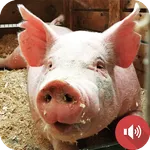 Pig Sounds icon