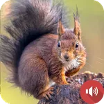 Squirrel Sounds icon