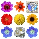 Memory Games Picture Matching  icon