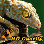 Gecko Sounds icon