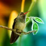 Hummingbirds Live Wallpaper icon