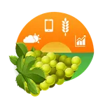 Amigrapes icon